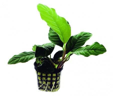 Various Anubias (potted)