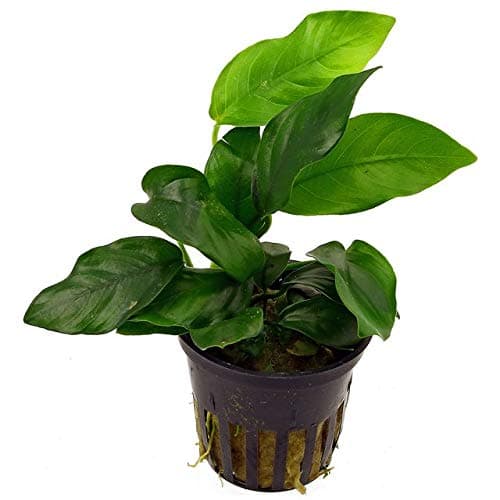 Various Anubias (potted)