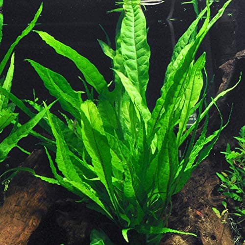 Various Java Fern (Microsorum pteropus), bare root