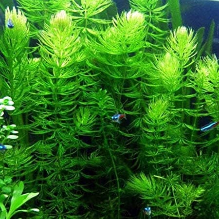 Various Hornwort (Ceratophyllum demersum)