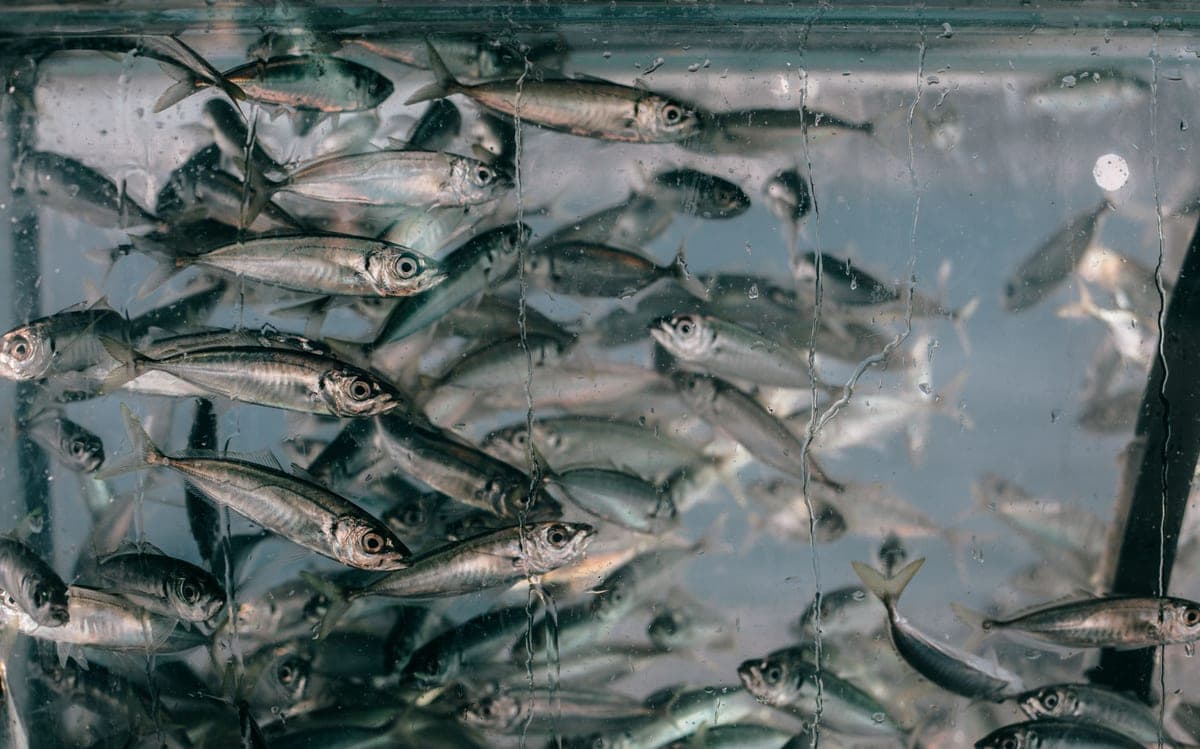 A small school of fish in a clear, established aquarium