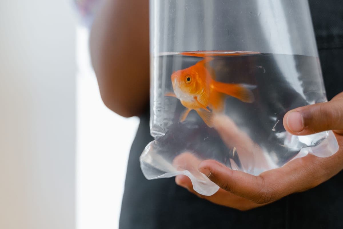 A person holding a treatment bottle beside an aquarium