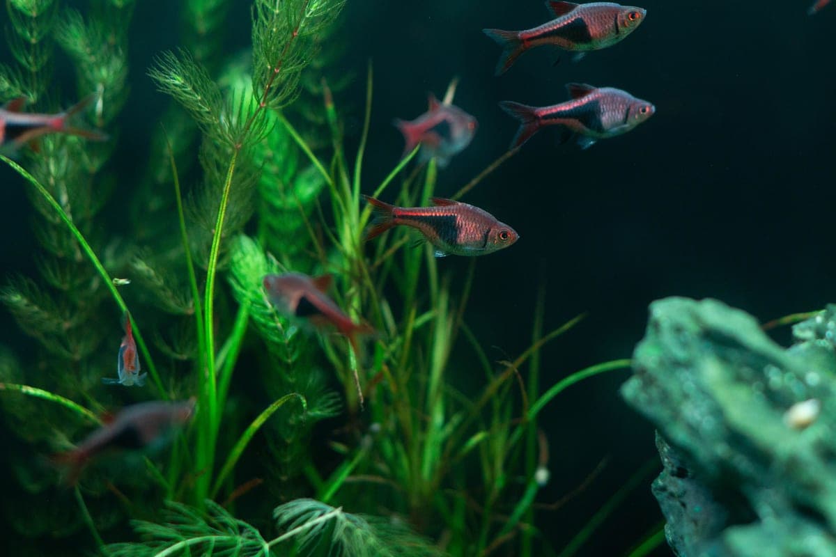 The best filter for a 10 gallon tank