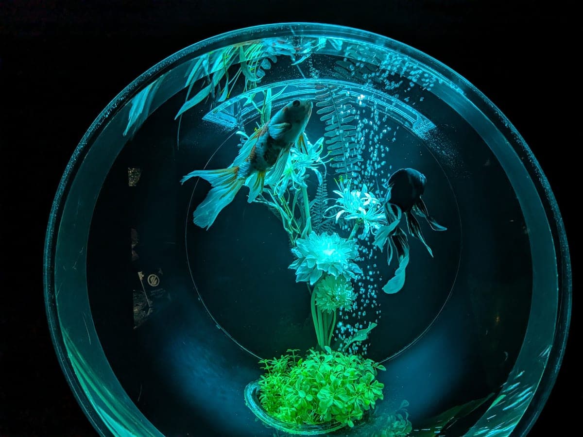 A twenty gallon aquarium with a hang-on-back filter running