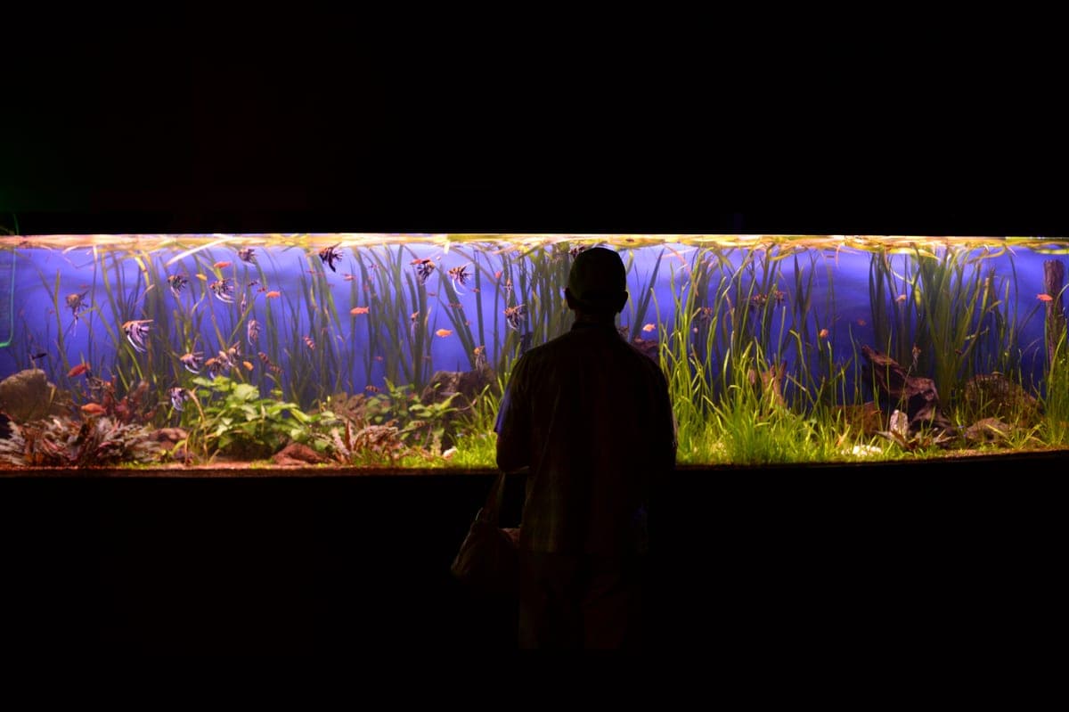 A person looking into a large freshwater aquarium display