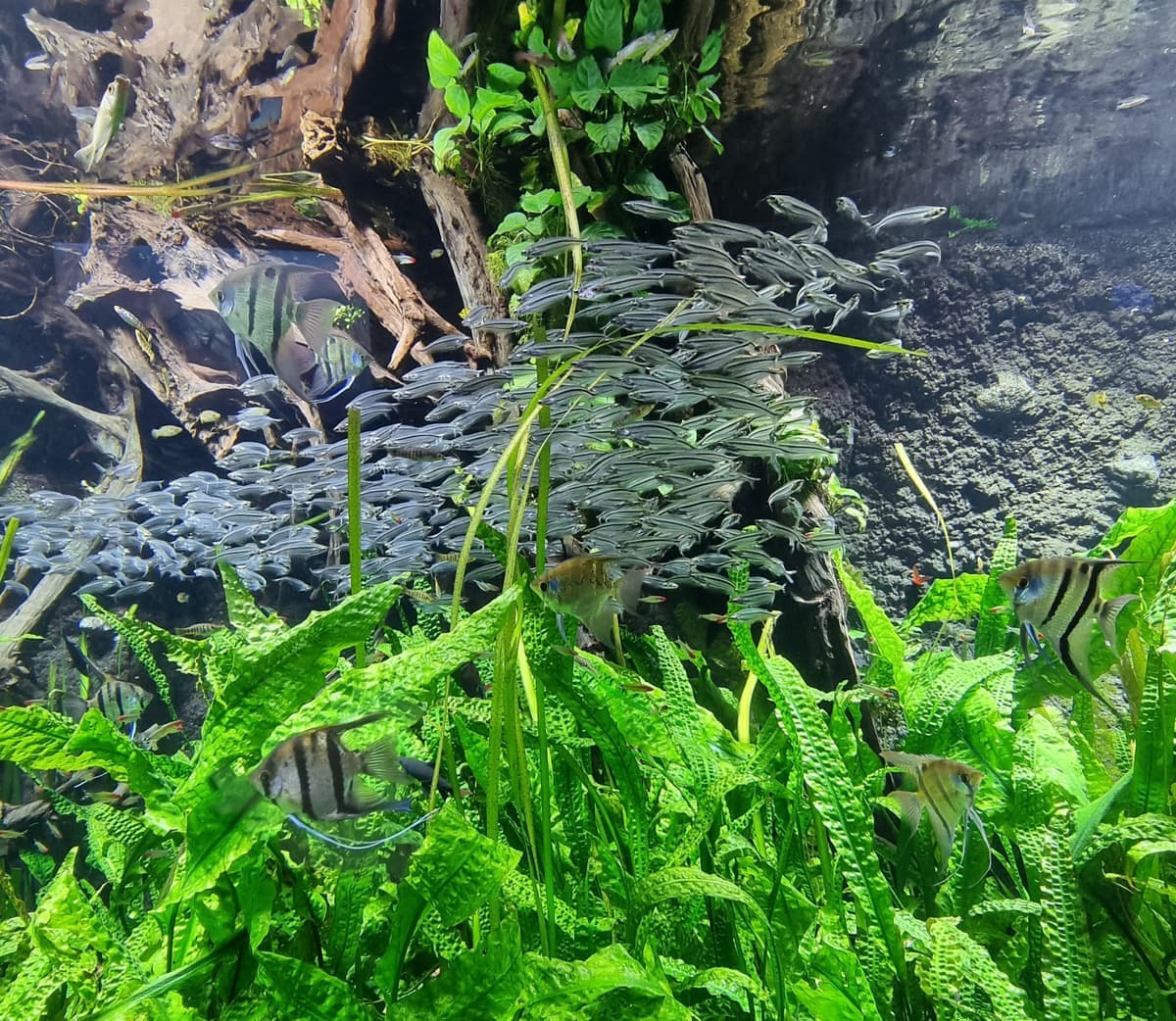 A large planted freshwater aquarium with angelfish and a dense school of small fish