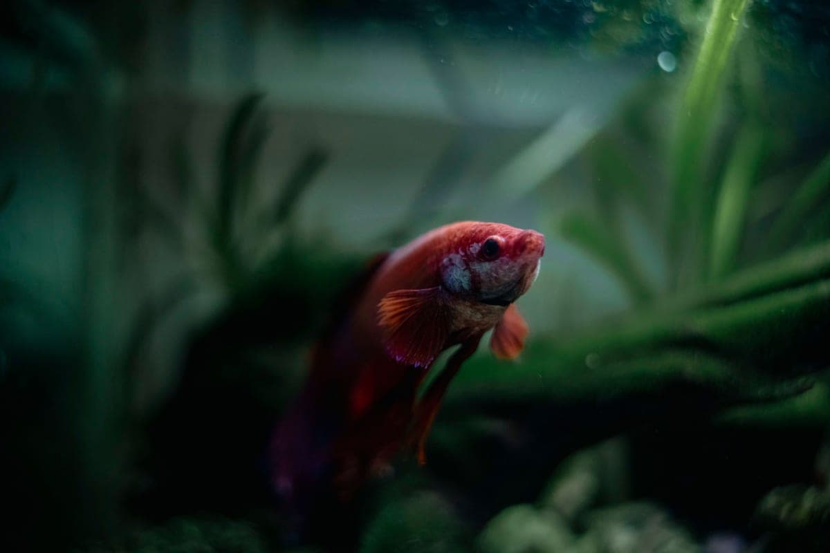 The best filter for a 5 gallon tank