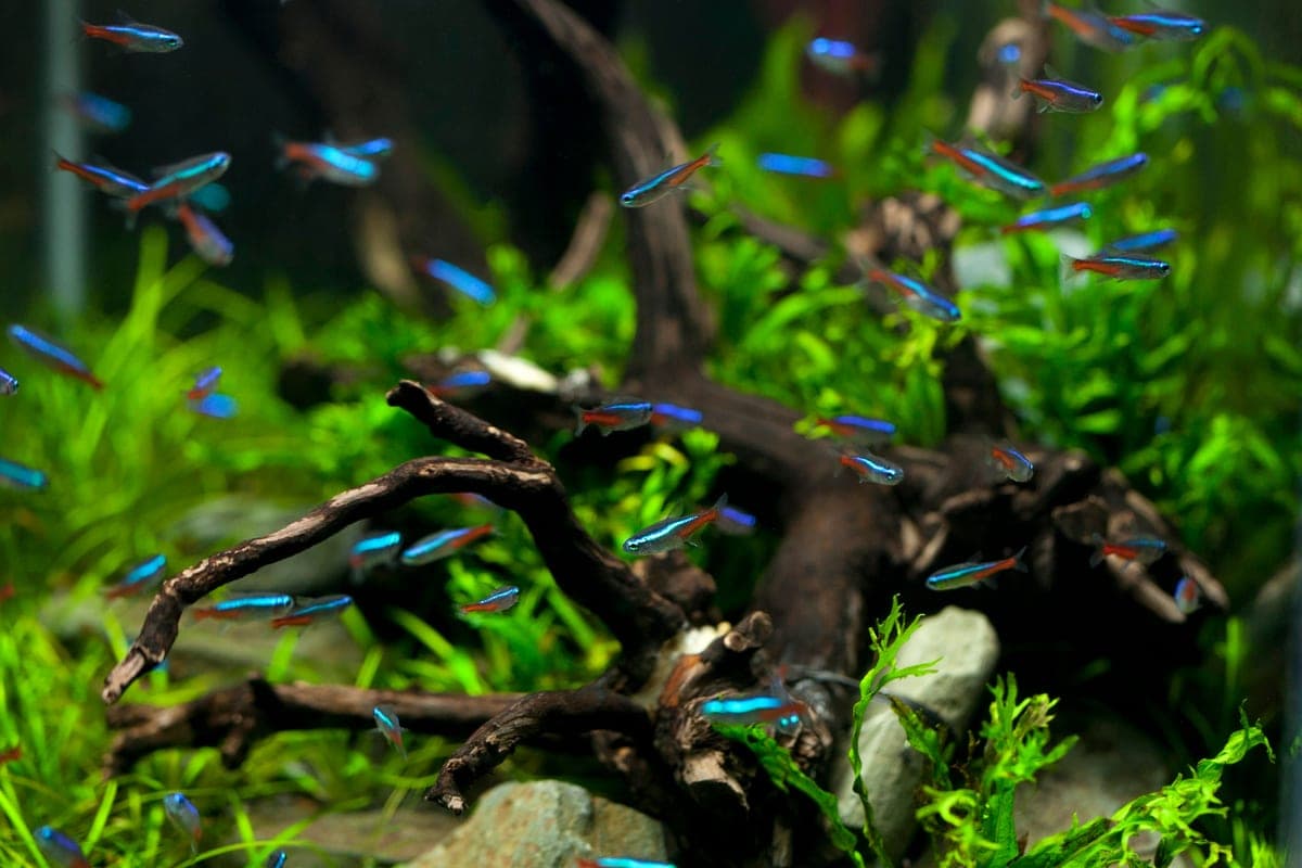 Neon tetras swimming among plants in a freshwater aquarium