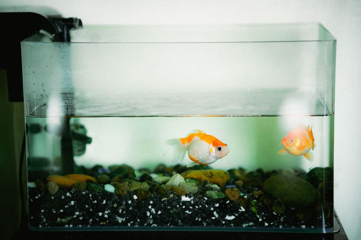 Fish swimming in a home aquarium beside the outflow of a hang-on-back filter