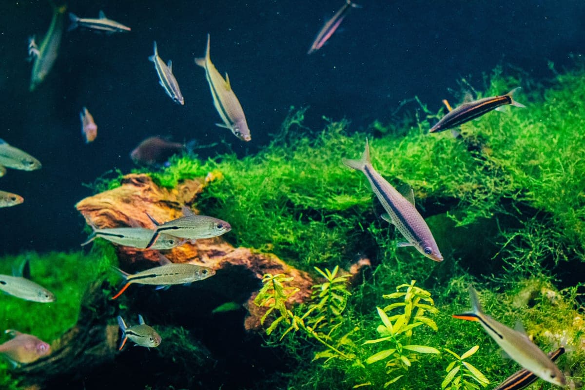 A planted freshwater aquarium with fish swimming among plants and rocks