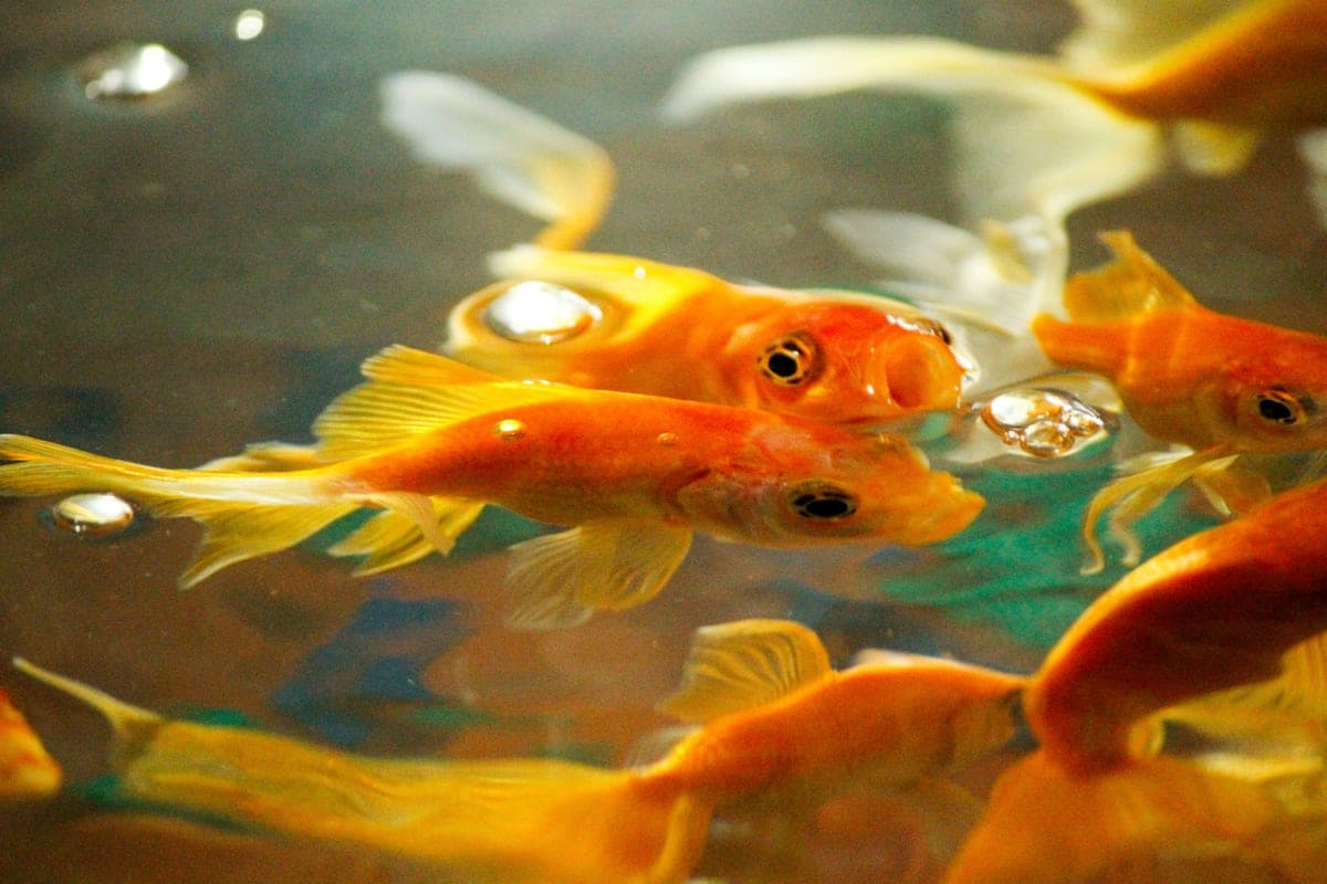 Goldfish crowded at the water surface of a tank