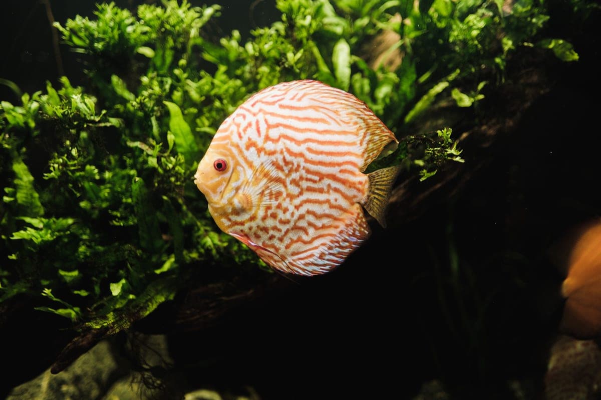 A red-patterned discus swimming past green plants in a home aquarium