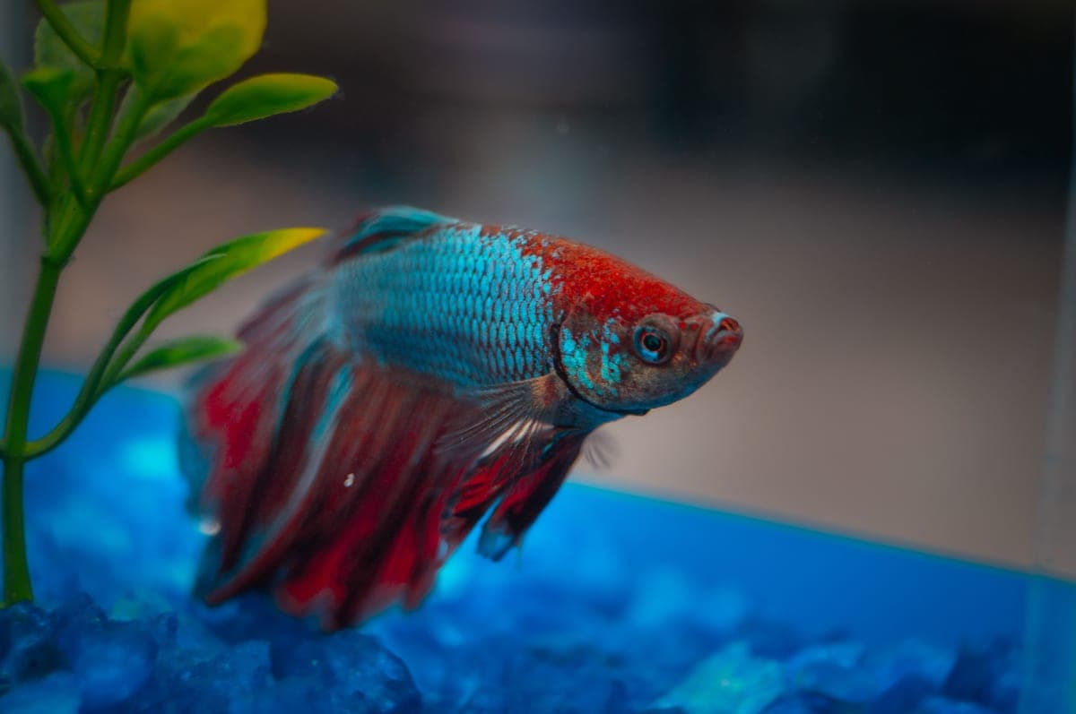 A betta resting among broad aquarium plant leaves