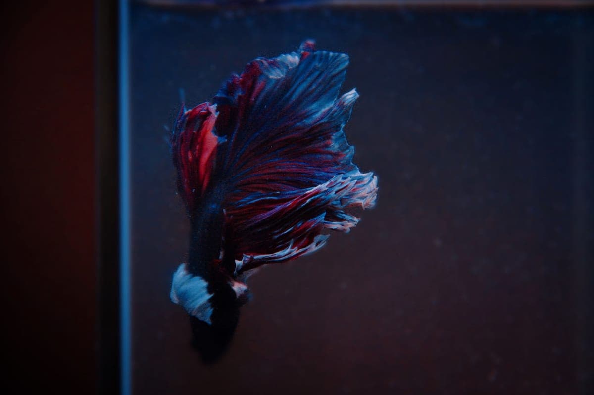 The best filter for a betta tank