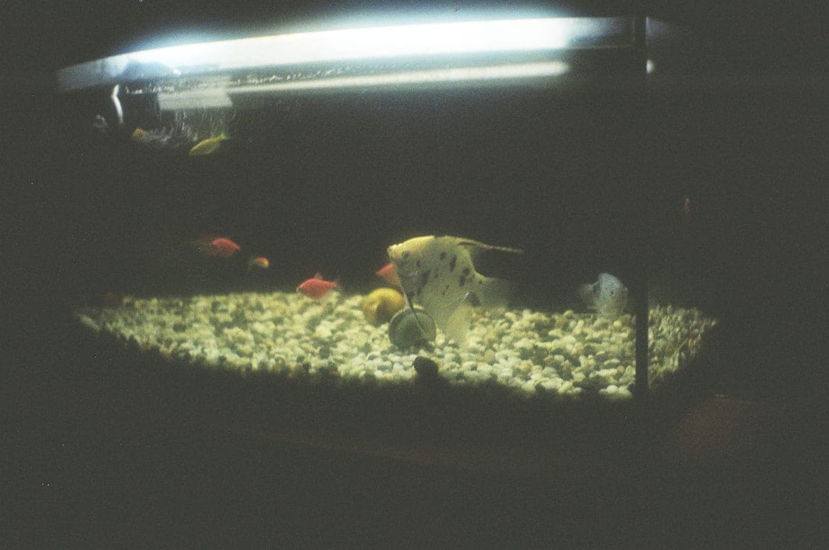 An angelfish and small red tetras over pale gravel in a dimly lit home aquarium