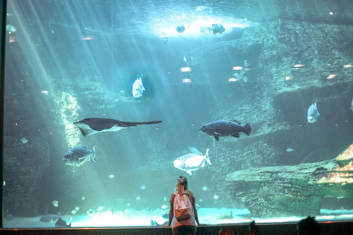 A hang-on-back filter and heater positioned at the rear of an aquarium