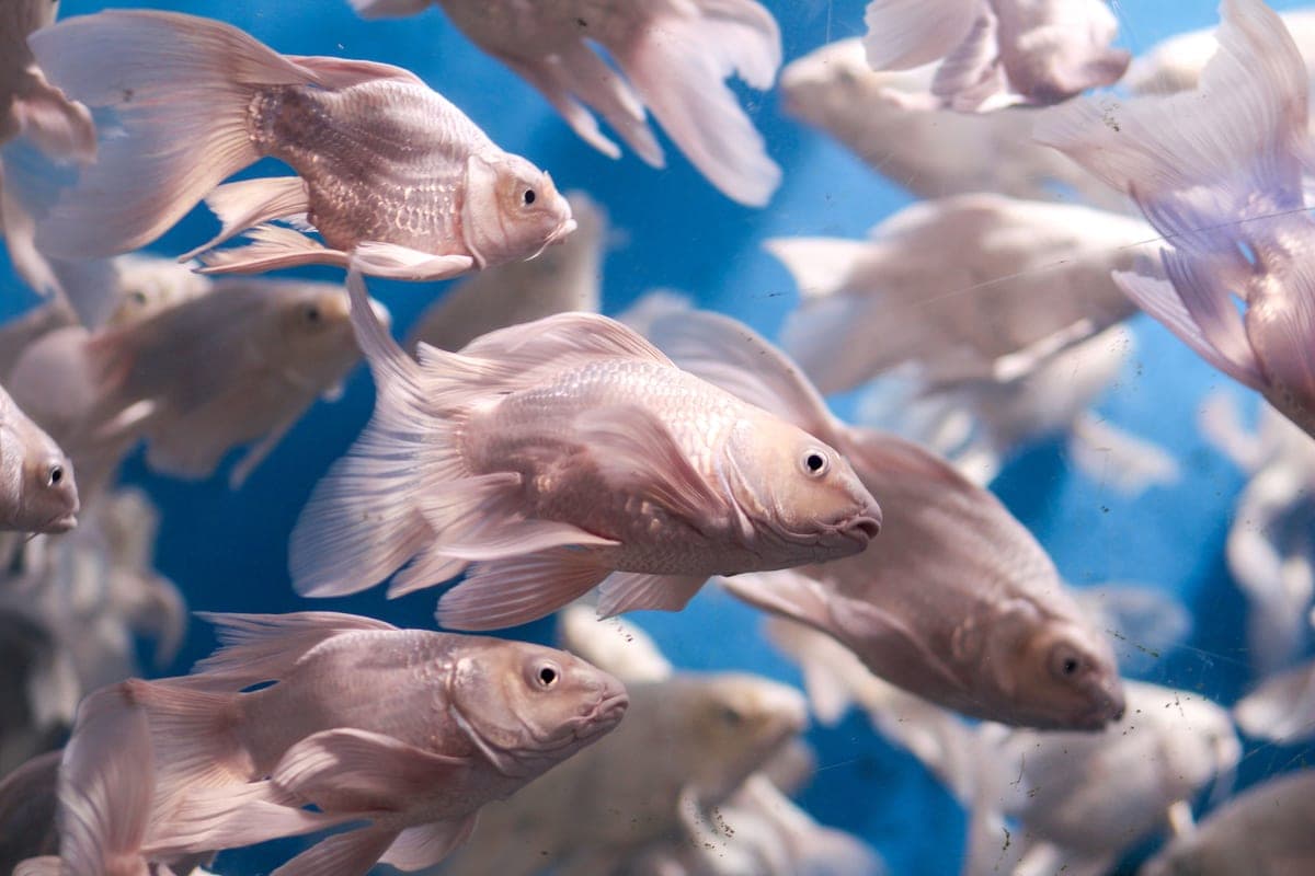Two hang-on-back aquarium filters compared side by side