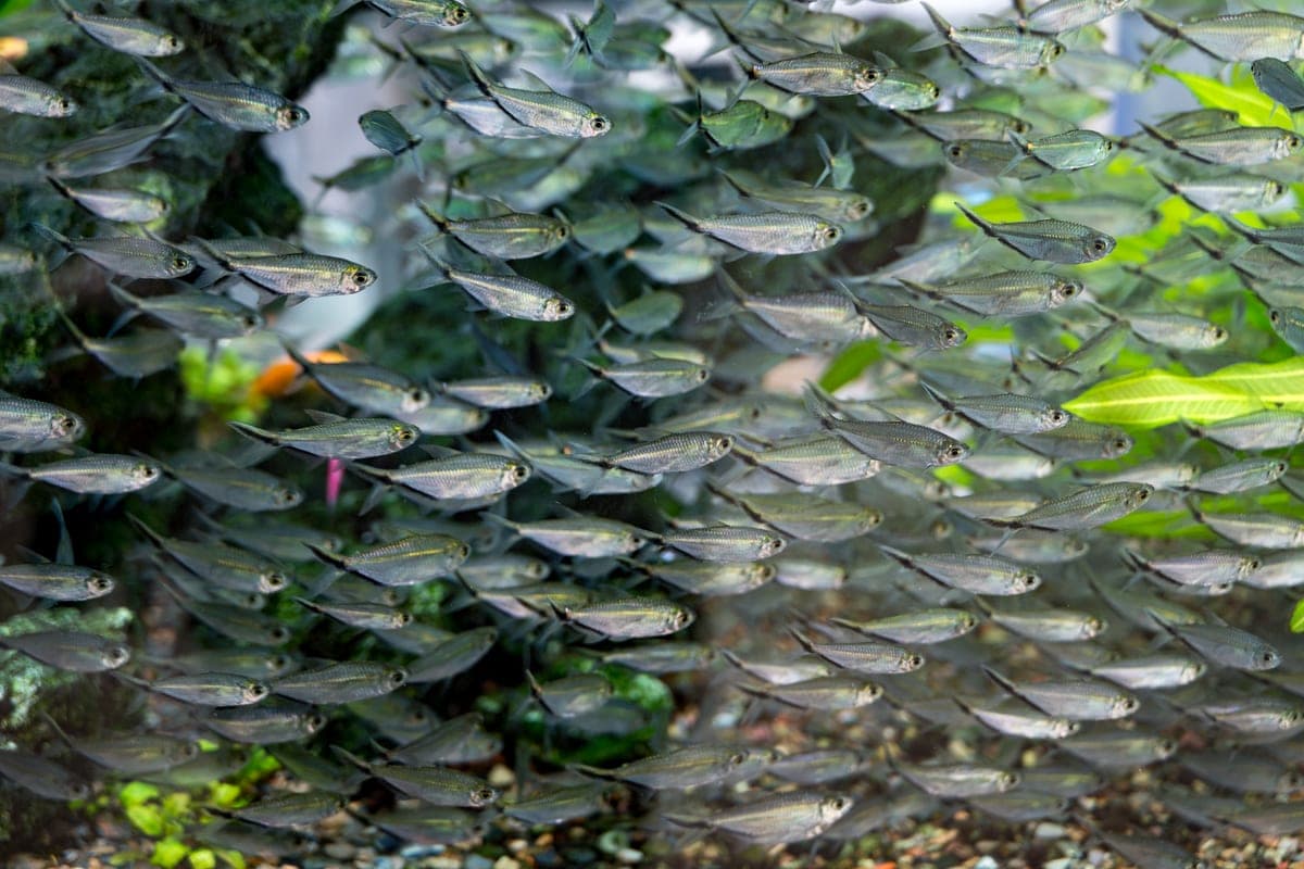 A hang-on-back power filter running on a home aquarium