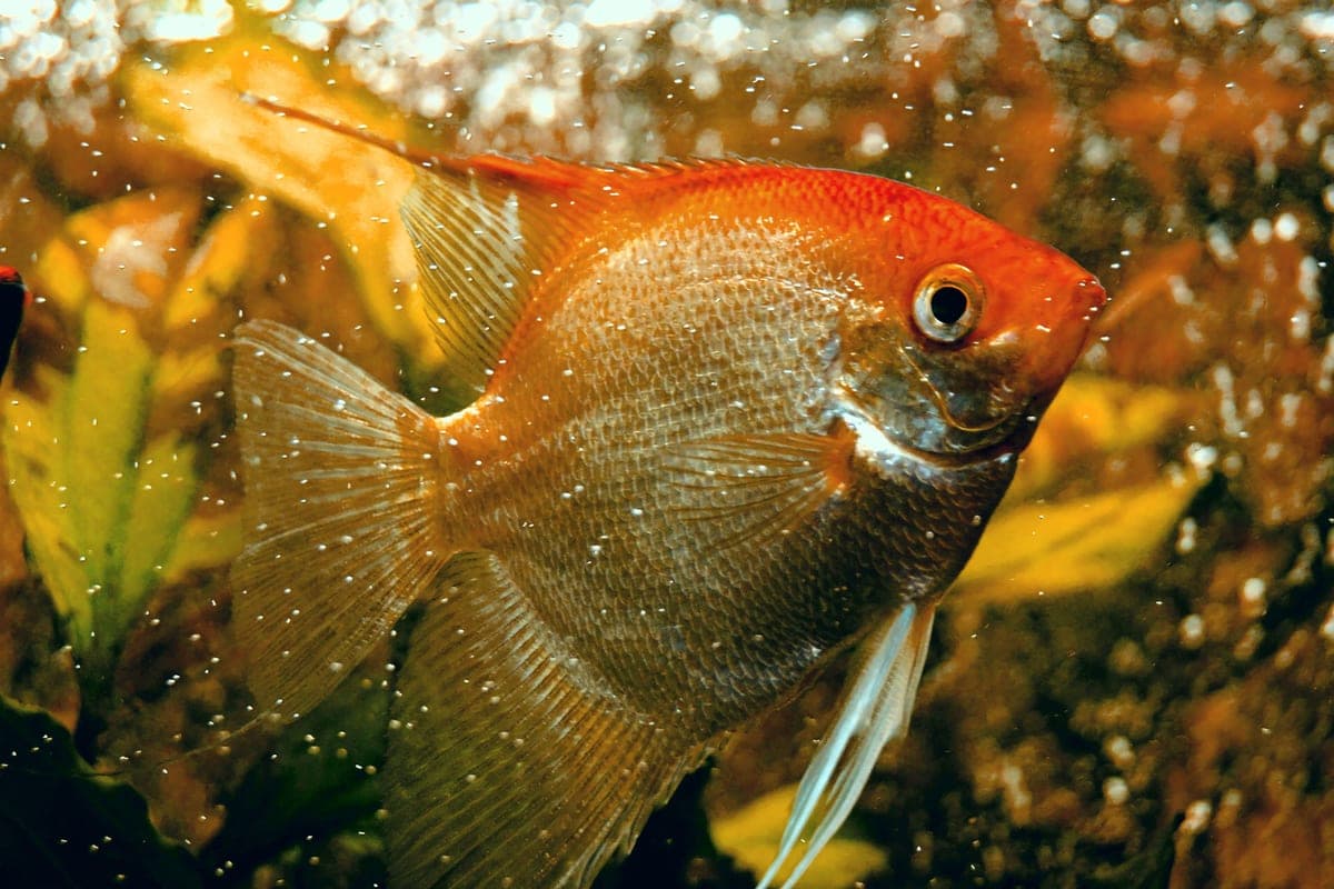 An orange aquarium fish swimming among plants