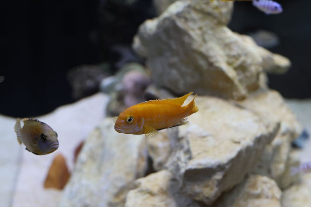 Cichlids swimming around rocks in a freshwater aquarium