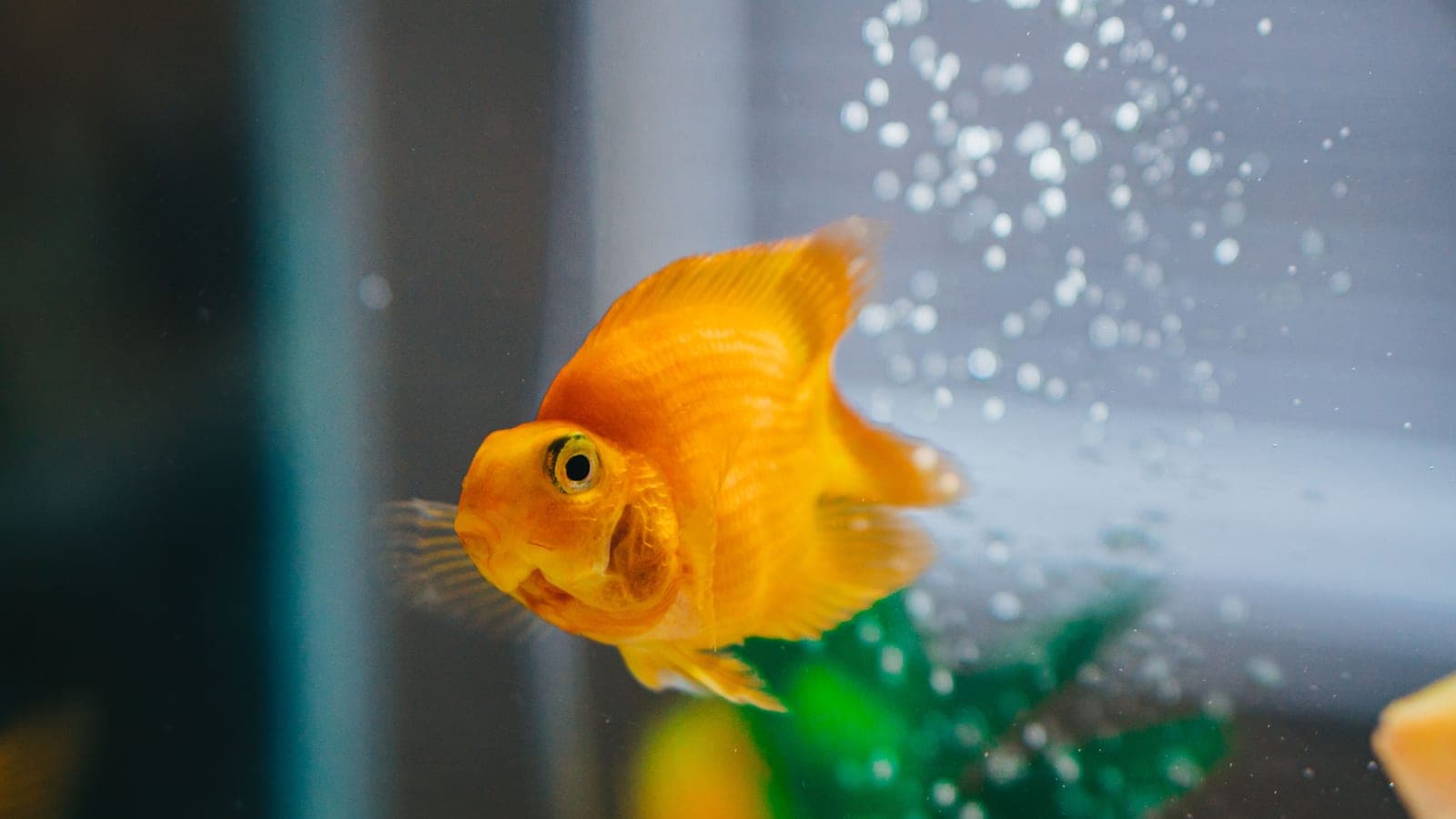 Fine bubbles rising through aquarium water beside a filter outflow