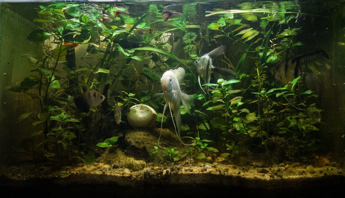 A planted freshwater aquarium with angelfish swimming among green plants
