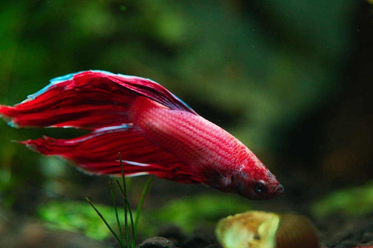 A red betta swimming in a planted aquarium