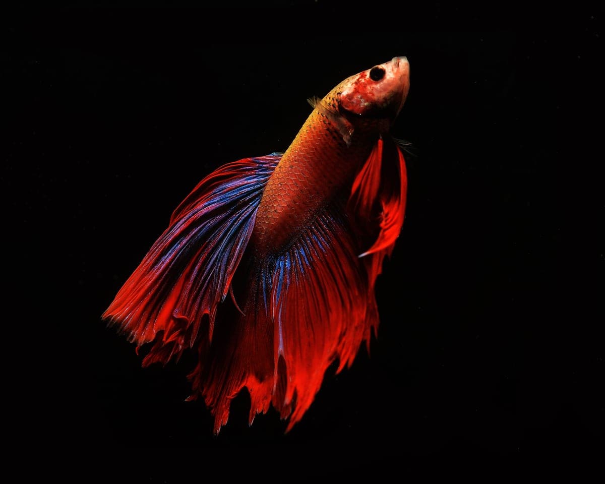 The best betta tank setup
