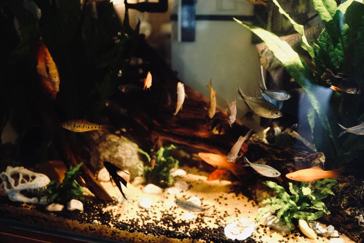 A well-planted home aquarium holding a mixed group of tropical fish