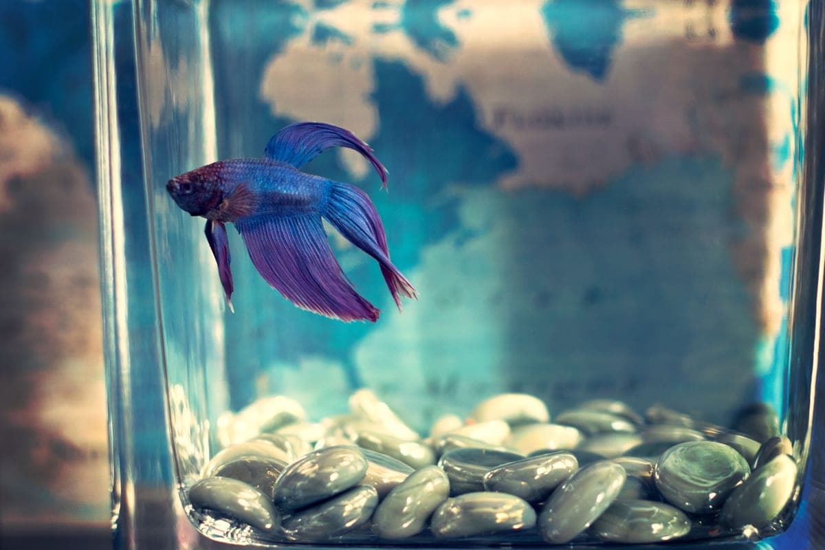A blue and purple betta swimming in a small planted glass aquarium