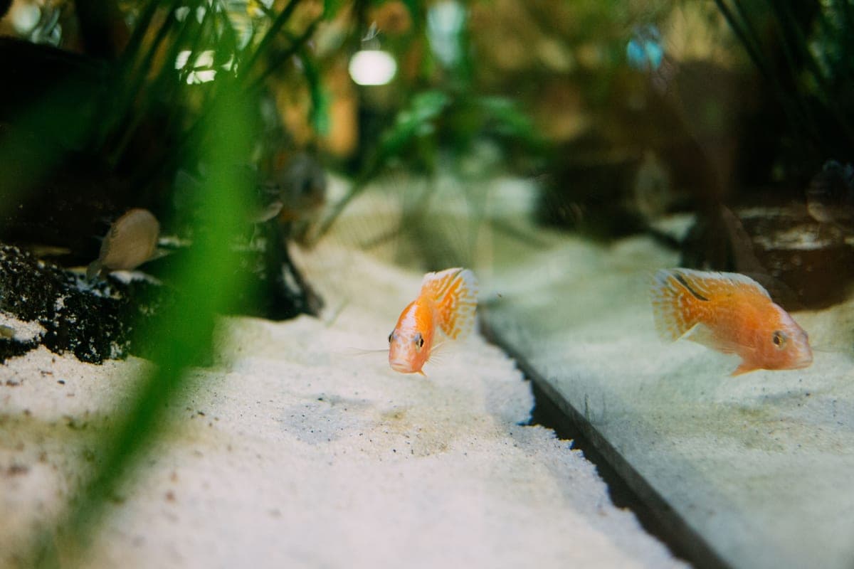 Two orange cichlids over pale sand in a planted freshwater aquarium