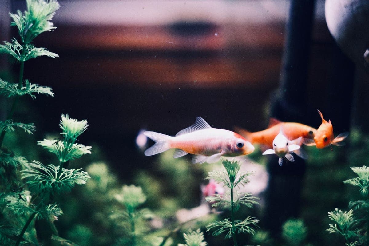 Fish swimming among green plants in a lit aquarium