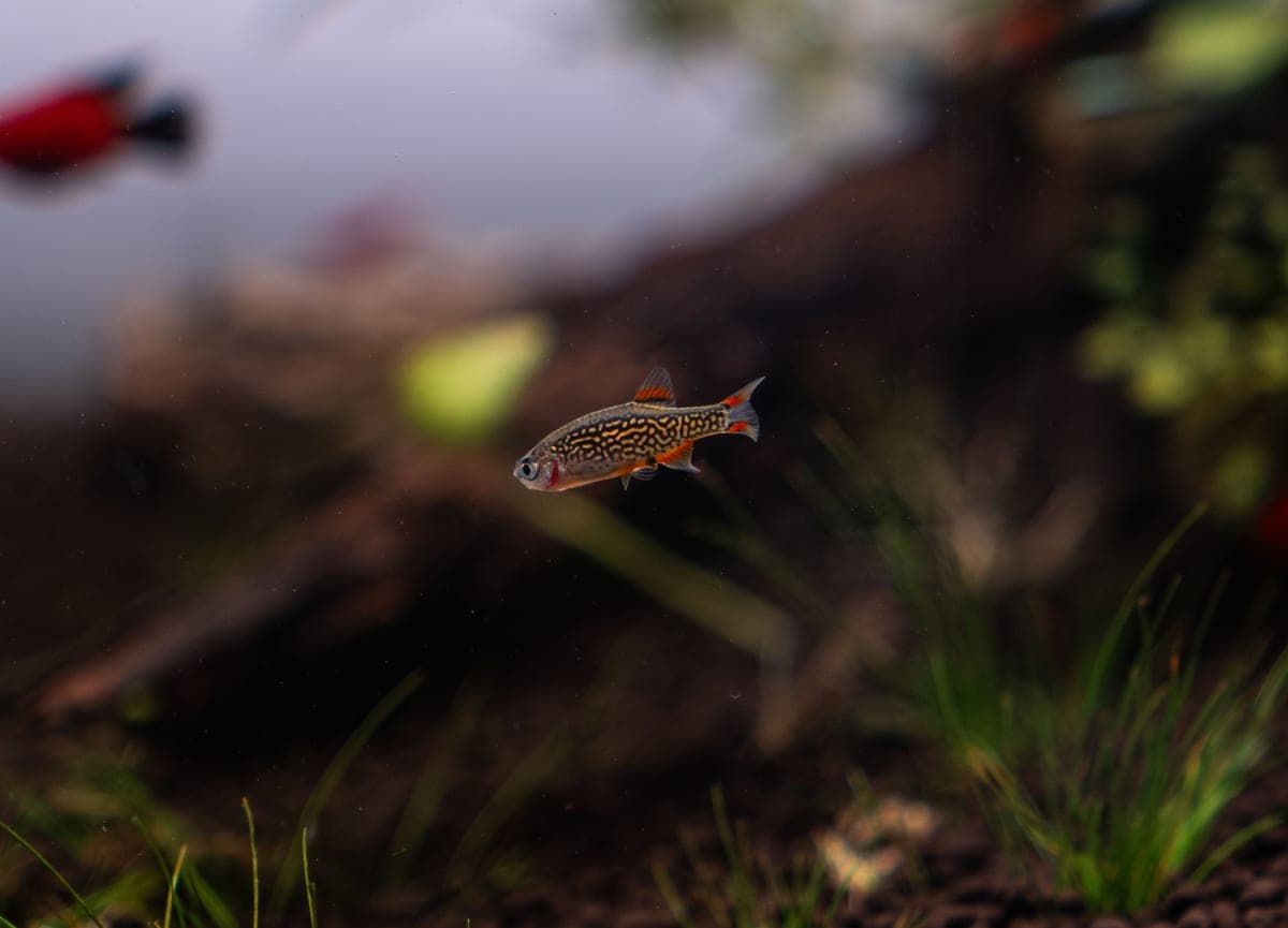 The best aquarium lights for a 10 gallon tank