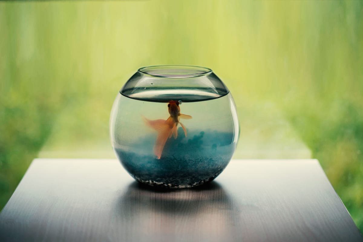 A small glass aquarium on a table
