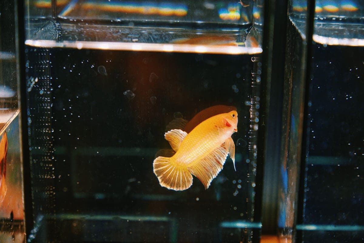 A yellow betta swimming in a small glass aquarium
