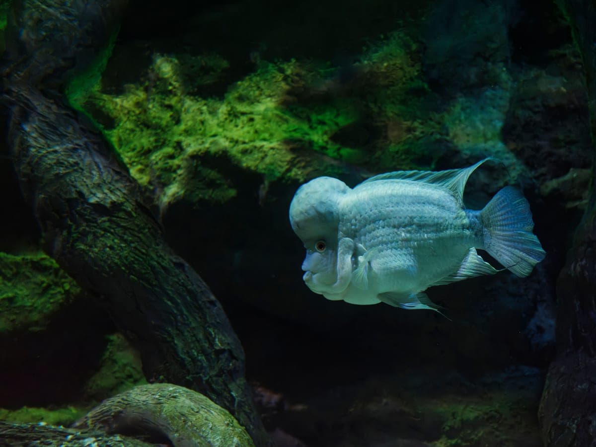 A large aquarium in a living room setting
