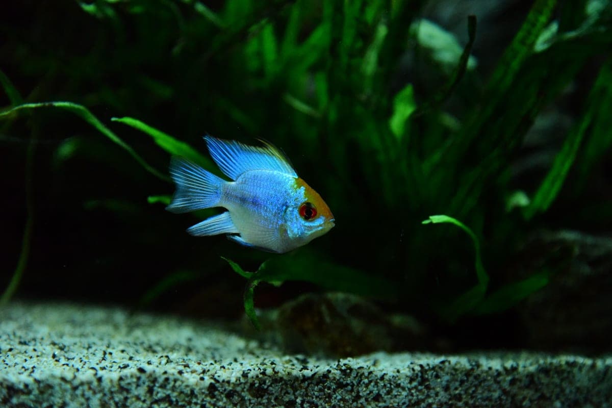 A cichlid swimming above the substrate of a planted freshwater aquarium