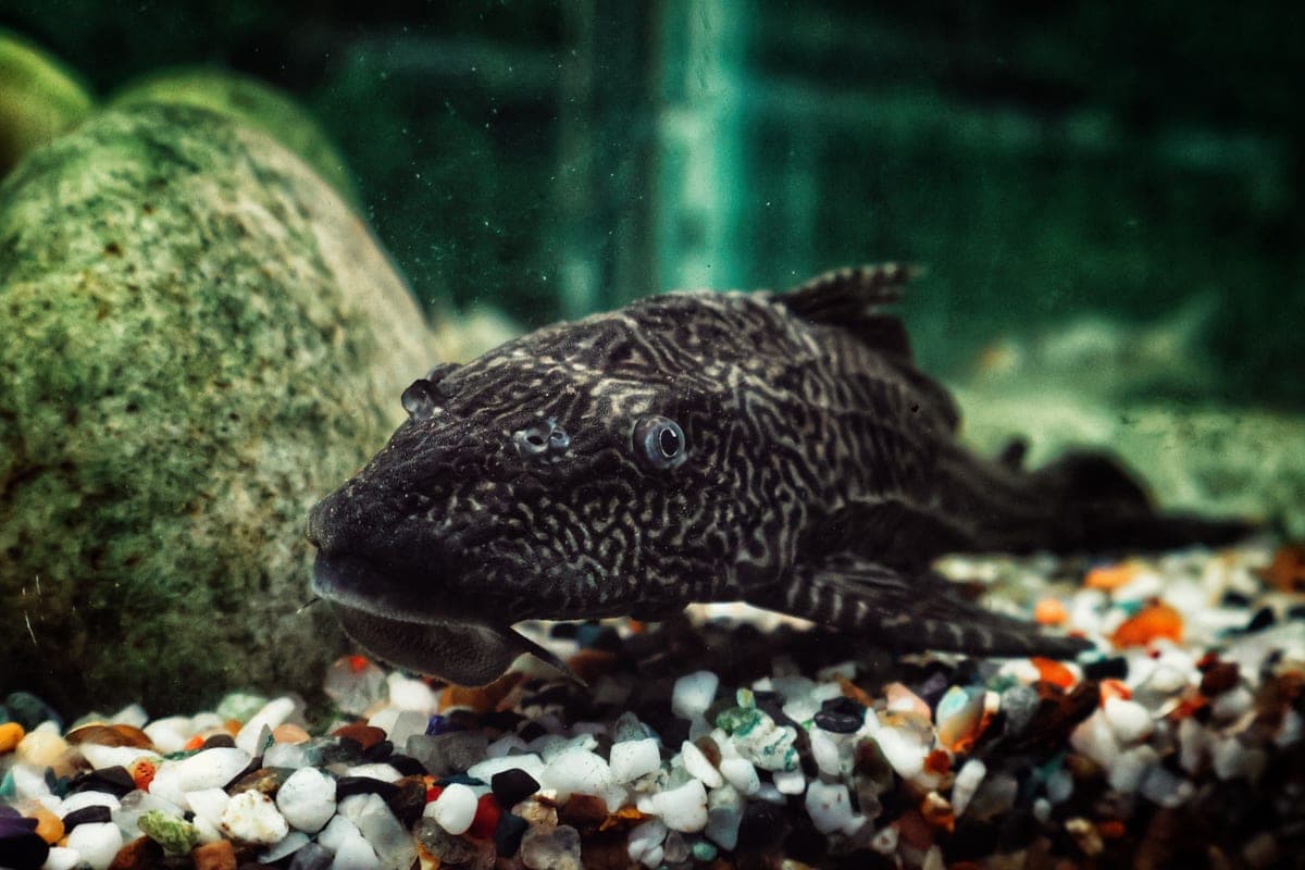 The best aquarium substrate