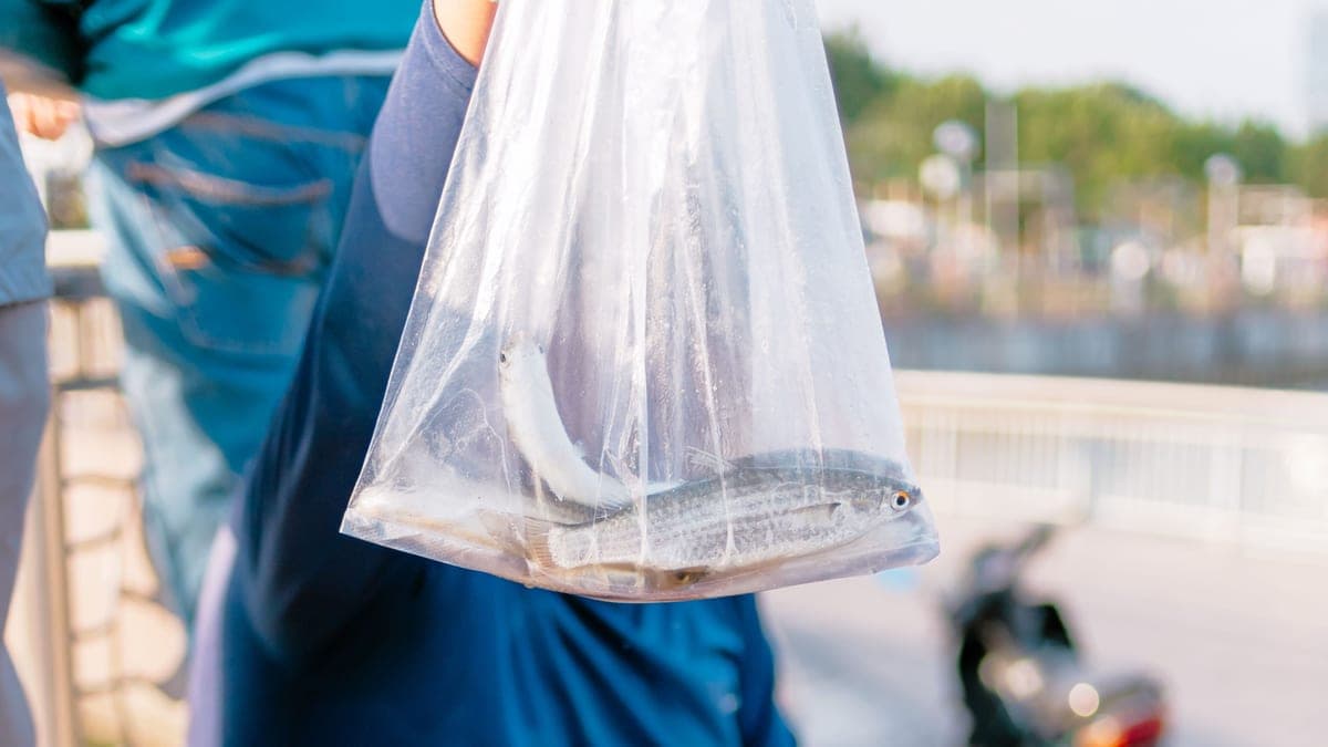 A fish being acclimated to a new aquarium