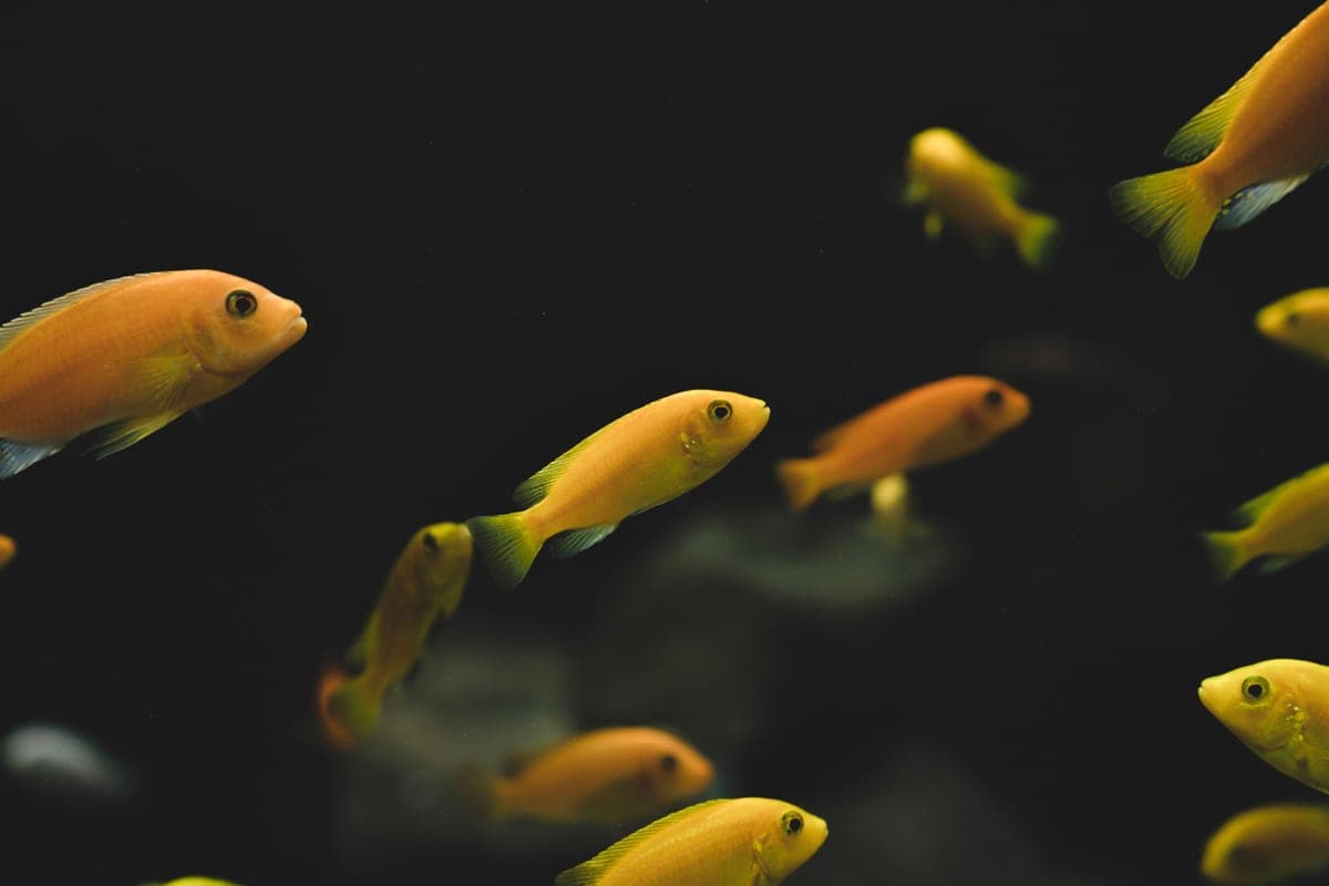 A betta sharing a planted tank with small community fish