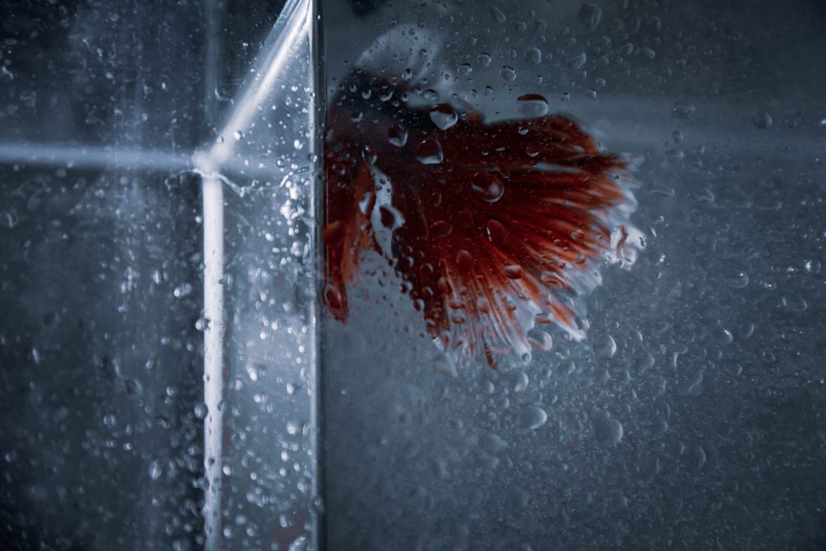A red betta photographed close up through the glass of an aquarium