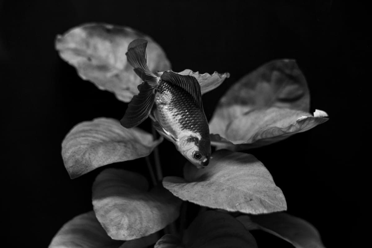 Green aquatic plant leaves underwater