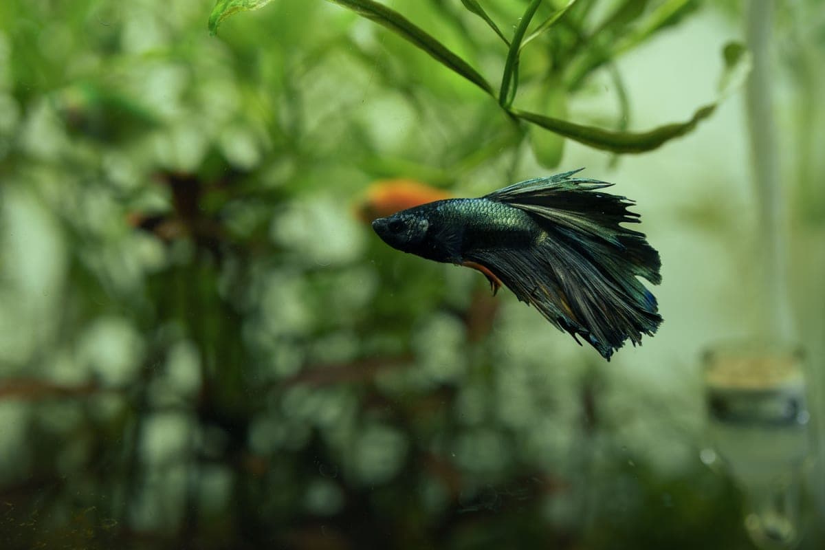 The best aquarium plants for a betta tank
