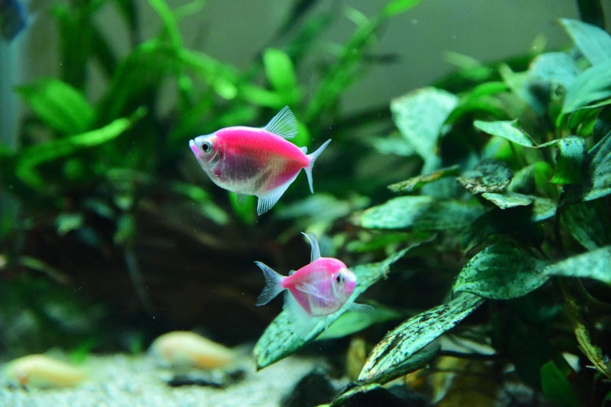 Two pink tetras among broad-leaved plants in a planted freshwater aquarium