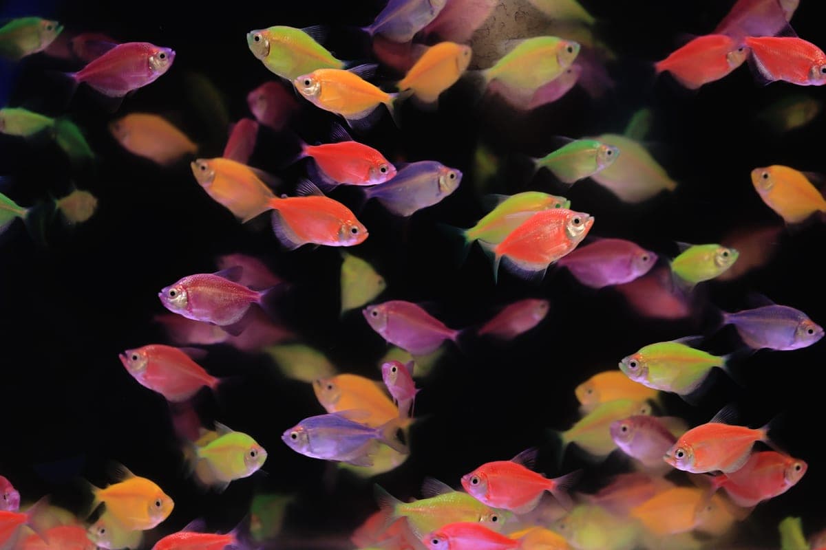 Brightly colored small fish swimming in a planted aquarium