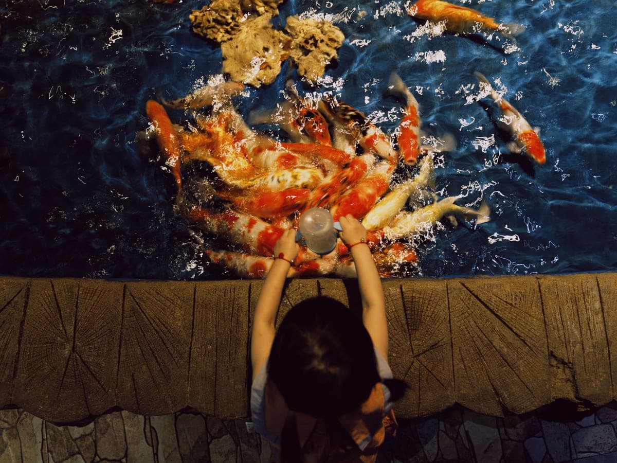 Fish rising to the surface of an aquarium to take floating food