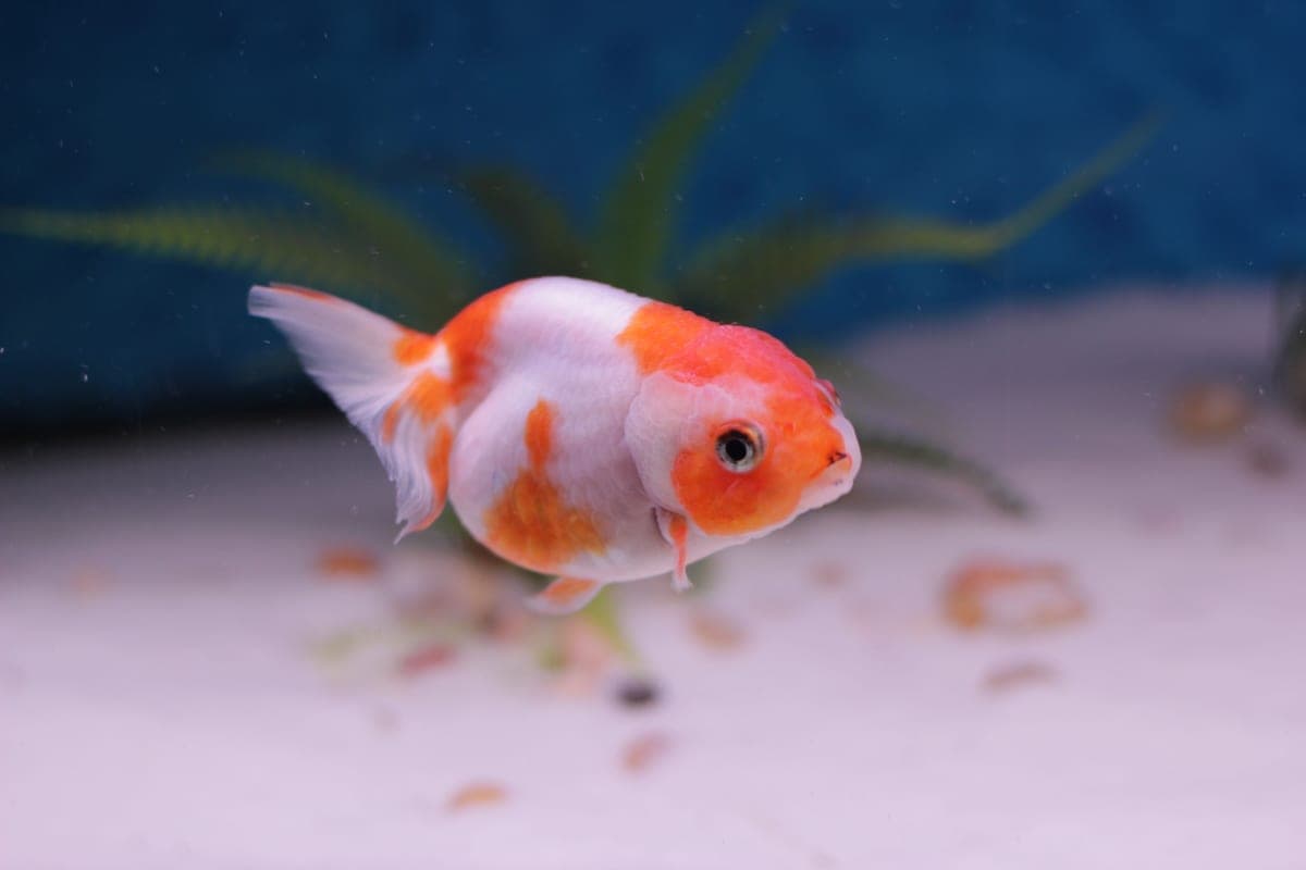 An orange and white ranchu goldfish swimming over pale substrate in an aquarium