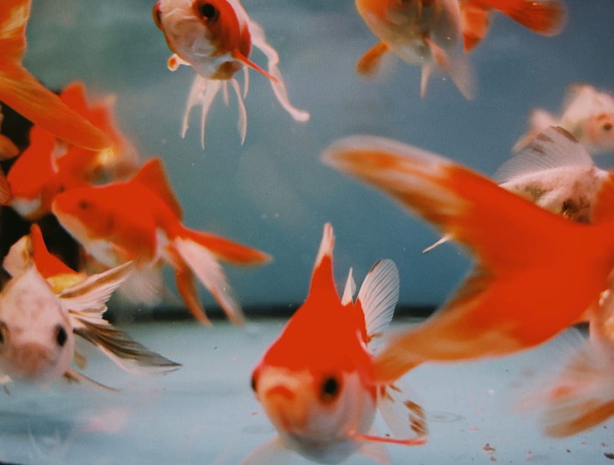 A fancy goldfish in a well-planted aquarium