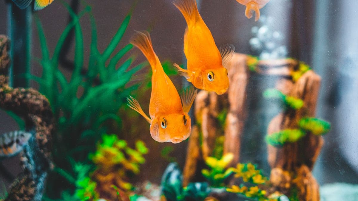 The hardiest fish for a first aquarium