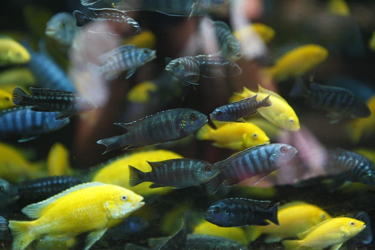How many fish in a 10 gallon tank?